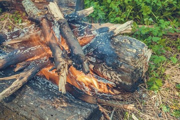 Bonfire in the forest. Burning campfire logs. 
