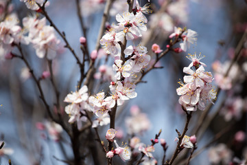 Beautiful flowers on apricot tree in spring