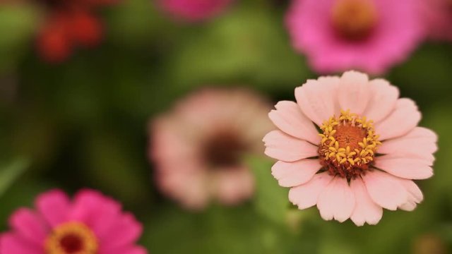 A delicate flower is large against a multitude of flowers. Close-up