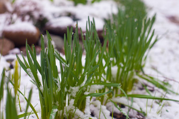 green sprout in snow
