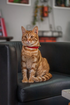 tigro / gatto europeo rosso.
