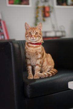 tigro / gatto europeo rosso.
