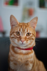 tigro / gatto europeo rosso.
