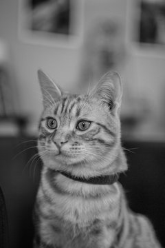 tigro / gatto europeo rosso.

