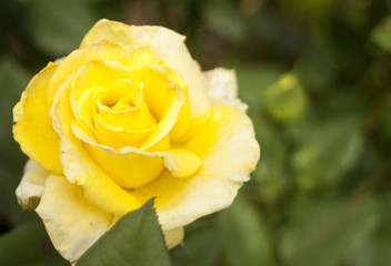 Yellow Rose