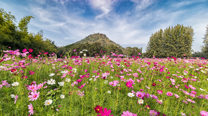 Cosmos Flower Field