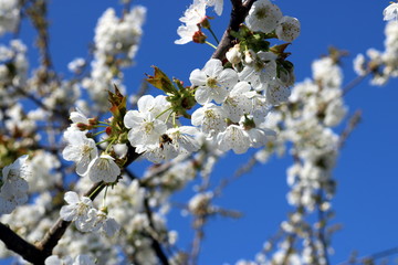 blühende kirschbäume mit honigbiene