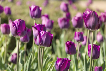 close up of beautiful purple  tulips in a spring blooming  garden