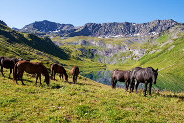 Horses graze on alpine pasture