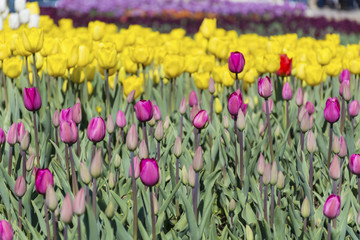 beautiful colorful tulips in a spring blooming  garden