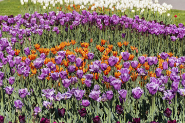 Fototapeta premium beautiful colorful tulips in a spring blooming garden