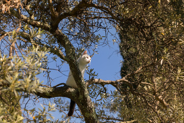 White cat on a tree on a sunny day