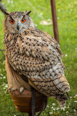Big owl