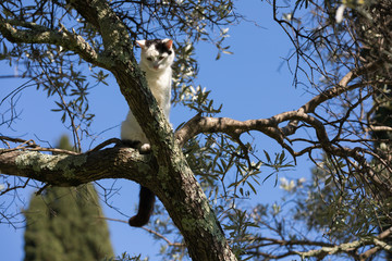 White cat hiding in a tree on a sunny day