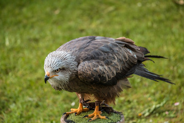 Raubvogel