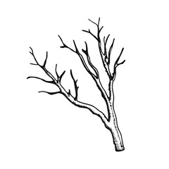 Dry twig vector illustration hand drawing