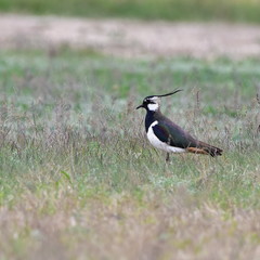 lapwing bird,Neusiedler See lake in Austria