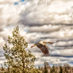 White stork