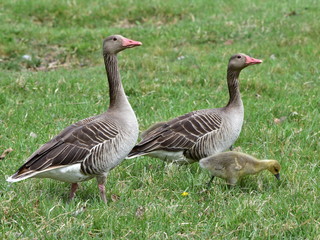 greylag goose with its chicks,Neusiedler Seelake in Austria