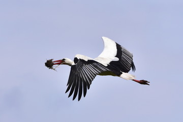 white stork in flight,Neusiedler see lake,Austria