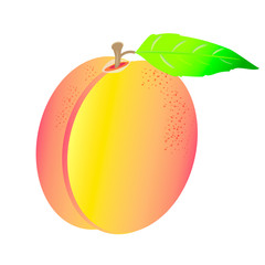 Vector illustration of ripe apricot on white background