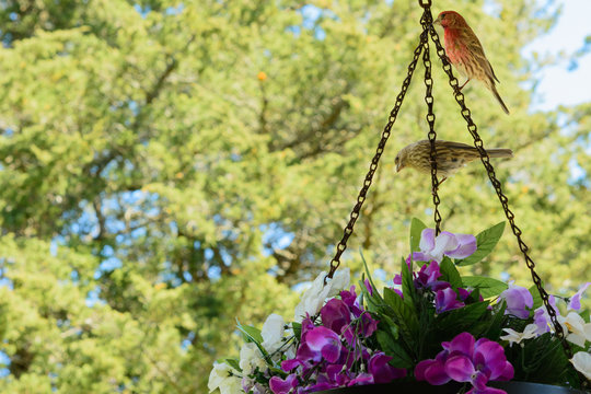 Male and Female House Finches