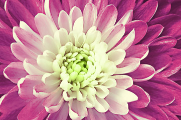 Deep pink chrysanthemum in closeup