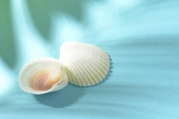 Obraz na płótnie Canvas 二枚貝夏の海のイメージ