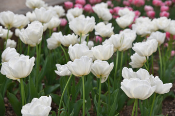 Tulipes blanches au jardin au printemps