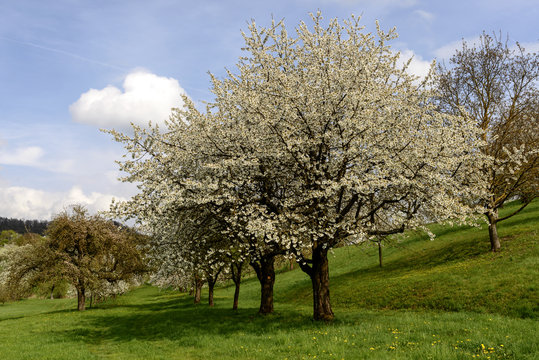 field of blossoming apple trees, baden