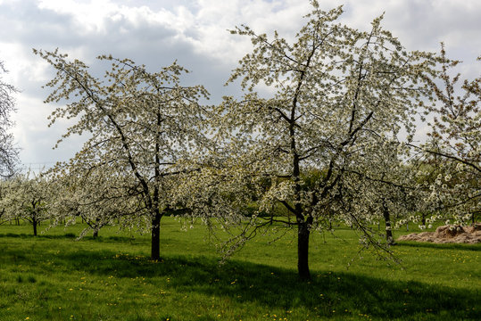 line of blossoming apple trees, baden