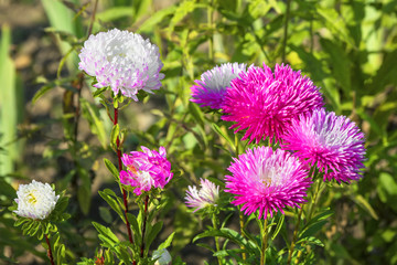 Asters bloom in the garden.