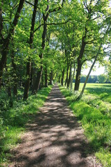 Fototapeta premium Chemin