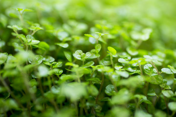 Green nature with copy space using as background, texture or wallpaper.