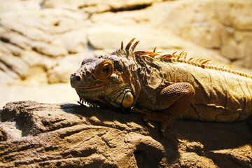 Iguana