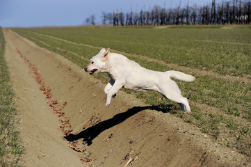 Fototapeta premium Yellow Labrador Retriever dog