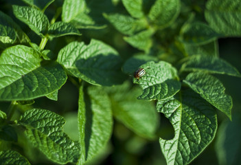 Colorado beetle eats a potato leaves young. Pests destroy a crop in the field. Parasites in wildlife and agriculture.