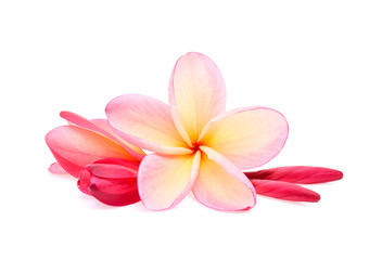 Obraz na płótnie Canvas frangipani (plumeria) isolated on white background