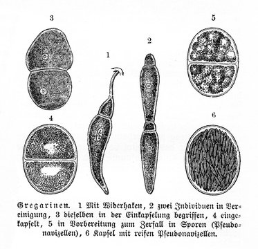 Lifecycle of gregarine (from Meyers Lexikon, 1895, 7/902)