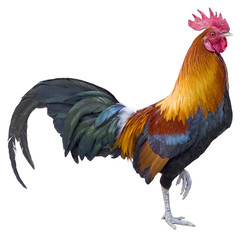 rooster