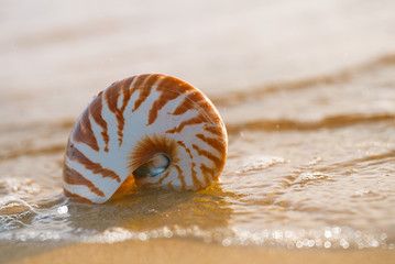 seashell nautilus on sea beach with waves under sunrise sun light