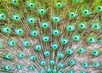 Obraz premium peacock tail