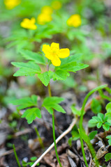 yellow anemone, yellow wood anemone, buttercup anemone Anemone ranunculoides