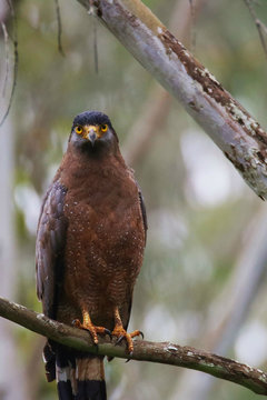 Crested Serpent Eagle