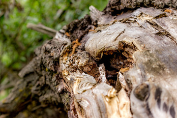 
Old dry tree
