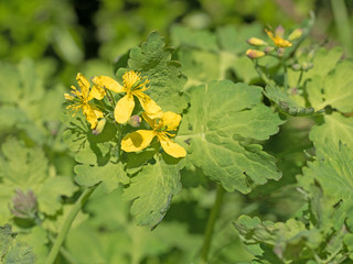 Schöllkraut, Chelidonium majus