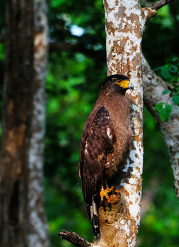 Crested Serpent Eagle