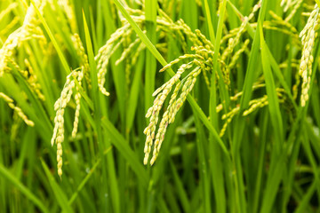 Obraz na płótnie Canvas close up yellow rice in green paddy field
