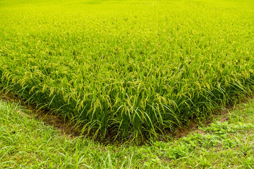 Green rice field ready to havest in Aso, Japan