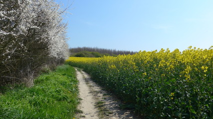 Wanderweg an der Ostseeküste